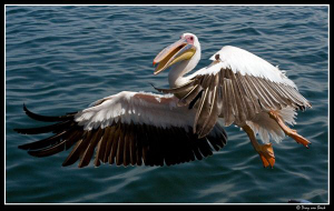 Pelican up close and personal... by Dray Van Beeck 